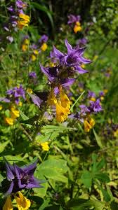 Attēlu rezultāti vaicājumam “Melampyrum nemorosum leaf”