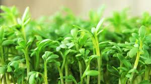 Image result for Gartenkresse