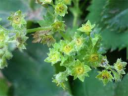 Image result for Alchemilla vulgaris