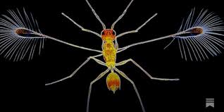 Attēlu rezultāti vaicājumam “Paramesus obtusifrons”