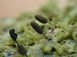 Attēlu rezultāti vaicājumam “Comatricha fragilis spores”