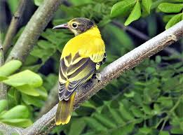 Attēlu rezultāti vaicājumam “Oriolus oriolus female”