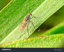 Attēlu rezultāti vaicājumam “Dolichopodidae”