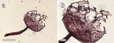 Attēlu rezultāti vaicājumam “Cribraria purpurea macro”