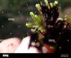 Attēlu rezultāti vaicājumam “Jungermannia leiantha sporophyte”