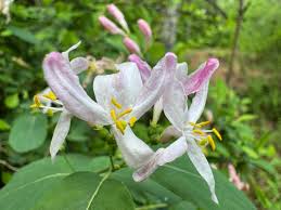 Attēlu rezultāti vaicājumam “Lonicera tatarica flower”