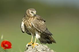 Attēlu rezultāti vaicājumam “Circus pygargus”