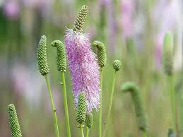 Attēlu rezultāti vaicājumam “Sanguisorba officinalis flower”