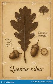 Attēlu rezultāti vaicājumam “Quercus robur fruit”