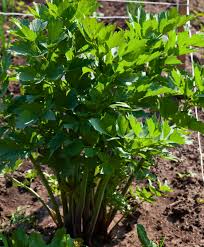 Attēlu rezultāti vaicājumam “Levisticum officinale”