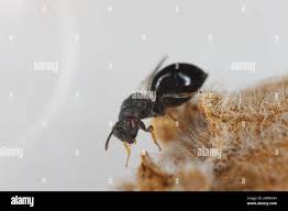 Attēlu rezultāti vaicājumam “Cynipidae”