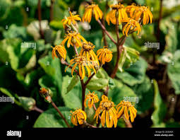 Attēlu rezultāti vaicājumam “Ligularia sibirica flower”