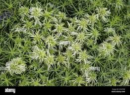 Attēlu rezultāti vaicājumam “Sphagnum fallax sporophyte”