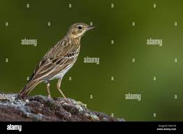 Attēlu rezultāti vaicājumam “Anthus trivialis”