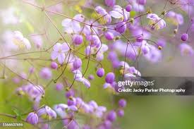 Attēlu rezultāti vaicājumam “Thalictrum lucidum”
