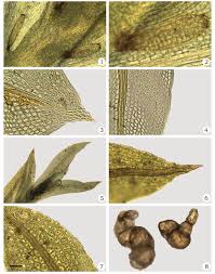 Attēlu rezultāti vaicājumam “Fissidens bryoides”
