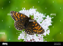 Attēlu rezultāti vaicājumam “Melitaea diamina”