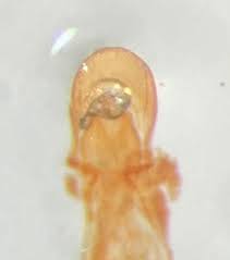 Attēlu rezultāti vaicājumam “Hydaticus transversalis”