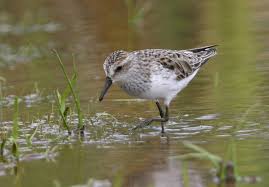Image result for Calidris pusilla