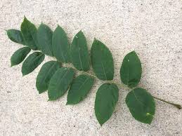 Attēlu rezultāti vaicājumam “Juglans cinerea flower”