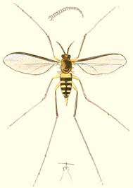 Attēlu rezultāti vaicājumam “Diastrophus rubi”