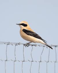 Image result for Oenanthe hispanica