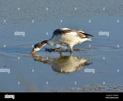 Attēlu rezultāti vaicājumam “Tadorna tadorna juvenile”