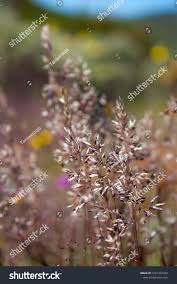 Attēlu rezultāti vaicājumam “Corynephorus canescens flower”