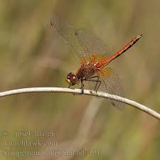Attēlu rezultāti vaicājumam “Sympetrum flaveolum”