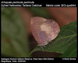 Attēlu rezultāti vaicājumam “Hoplia parvula imago”