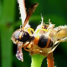 Attēlu rezultāti vaicājumam “Ancistrocerus sp.”