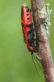 Attēlu rezultāti vaicājumam “Caenolyda reticulata”