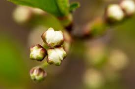 Attēlu rezultāti vaicājumam “Cerasus bud”