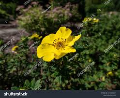 Attēlu rezultāti vaicājumam “Pentaphylloides fruticosa flower”