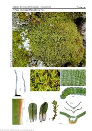 Attēlu rezultāti vaicājumam “Syntrichia virescens”