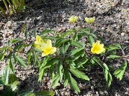 Attēlu rezultāti vaicājumam “Anemone x lipsiensis”