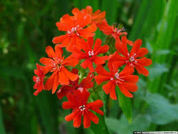 Image result for Lychnis chalcedonica `Dusky Salmon`