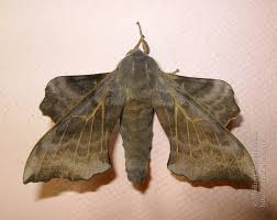 Attēlu rezultāti vaicājumam “Laothoe amurensis”