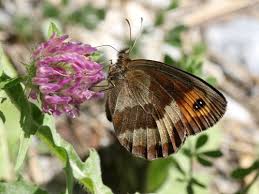Attēlu rezultāti vaicājumam “Erebia aethiops underside”