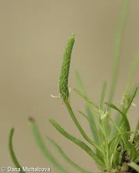 Attēlu rezultāti vaicājumam “Myosurus minimus”