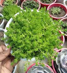 Attēlu rezultāti vaicājumam “Sedum sexangulare flower”