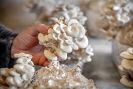 Attēlu rezultāti vaicājumam “Hypsizygus ulmarius”