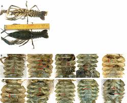 Attēlu rezultāti vaicājumam “Astacus leptodactylus”