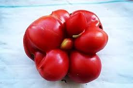 Afbeeldingsresultaat voor voyage tomato