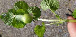 Attēlu rezultāti vaicājumam “Liposthenes glechomae”