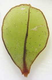 Attēlu rezultāti vaicājumam “Rhizomnium punctatum sporophyte”