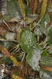 Attēlu rezultāti vaicājumam “Plantago major subsp. intermedia”