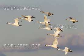 Attēlu rezultāti vaicājumam “Cygnus columbianus adult”