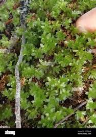 Attēlu rezultāti vaicājumam “Plagiomnium ellipticum”