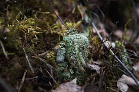 Attēlu rezultāti vaicājumam “Icmadophila ericetorum”